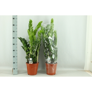 ZAMIO ZAMIIFOLIA