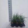 Cortaderia selloana