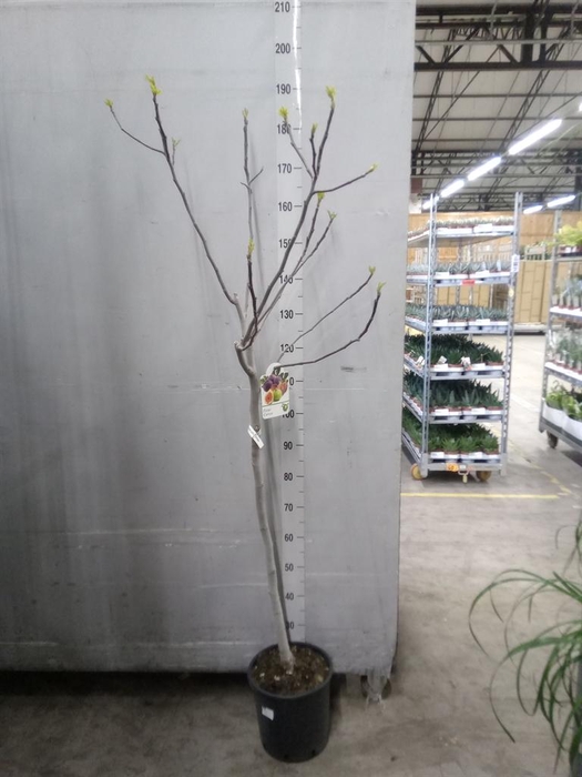 <h4>Ficus carica</h4>