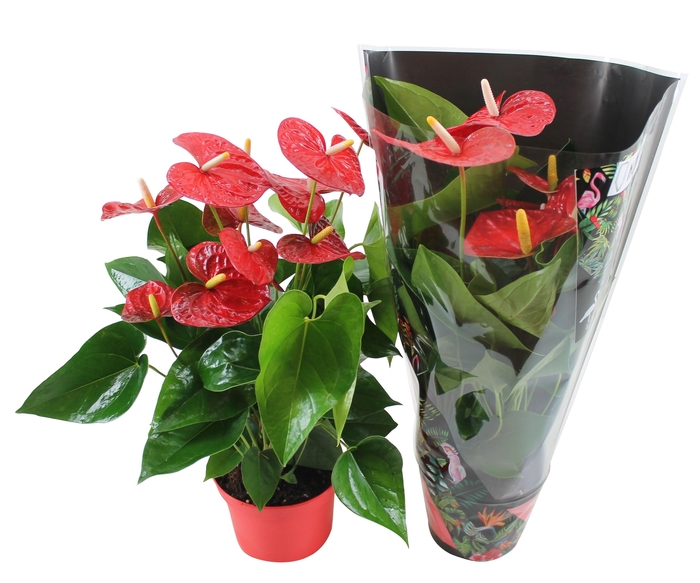 <h4>Anthurium Xl.9 Jambo Red 17cm met junglehoes</h4>
