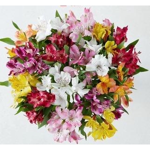 ALSTROEMERIA ASSORTED