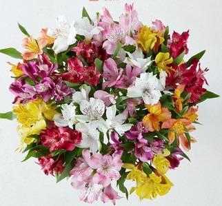 ALSTROEMERIA ASSORTED 80