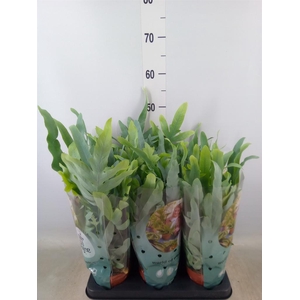 Phlebodium aureum 'Blue Star'