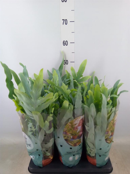 <h4>Phlebodium aureum 'Blue Star'</h4>