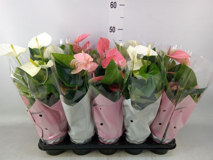 <h4>Anthurium   ...mix 4</h4>