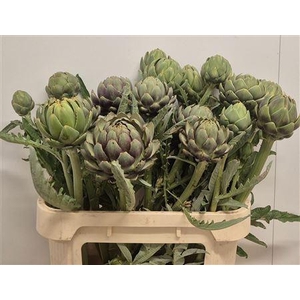 Cynara Sc Green Glob Spray Extra