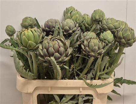 <h4>Cynara Sc Green Glob Spray Extra</h4>