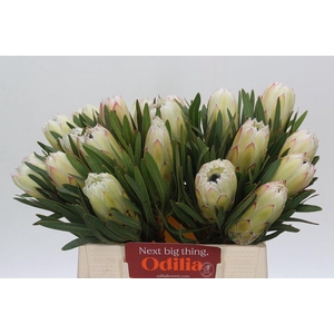 Protea White Night
