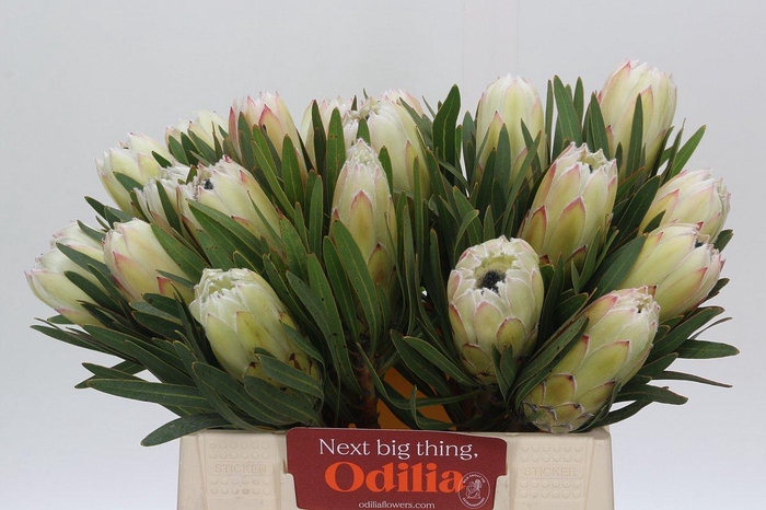 <h4>Protea White Night</h4>