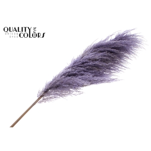 Pampas Grass ± 175cm p/pc in poly Milka