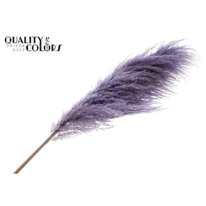 <h4>Pampas Grass ± 175cm p/pc in poly Milka</h4>