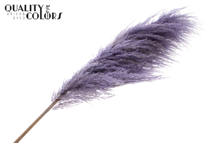 Pampas Grass ± 175cm p/pc in poly Milka