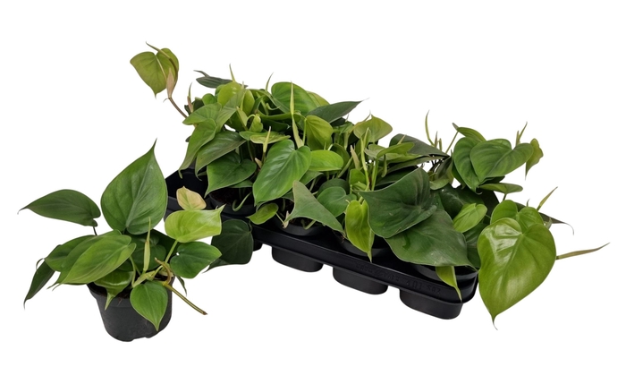 <h4>PHIL SCANDENS</h4>