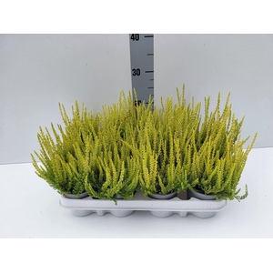 Calluna vulg. 'Beauty L Agneta'