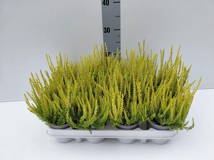 <h4>Calluna vulg. 'Beauty L Agneta'</h4>