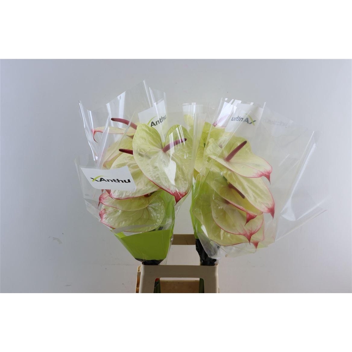 <h4>Anth A Kaseko</h4>