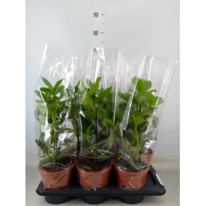 Clusia rosea 'Princess'