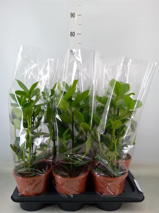 <h4>Clusia rosea 'Princess'</h4>