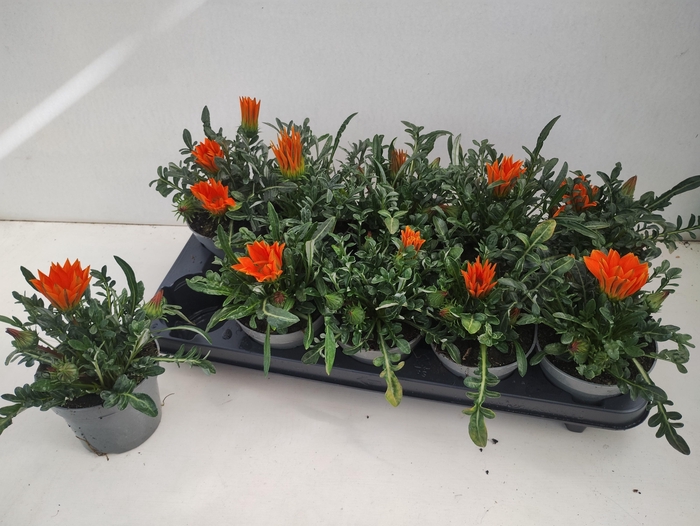 <h4>GAZ KISS ORANGE</h4>