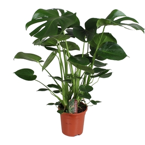 Monstera deliciosa 17cm 70-80cm