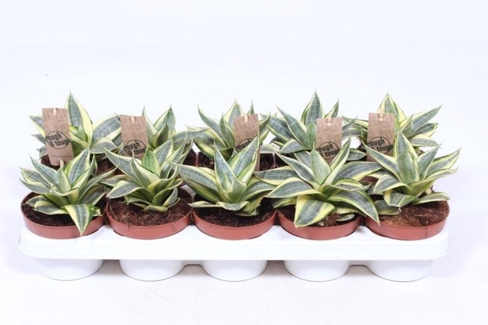 <h4>Sansevieria Golden Hahnii</h4>