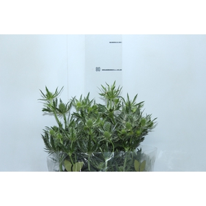 ERYNGIUM 080 CM