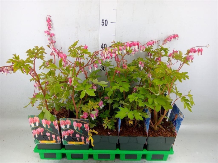 <h4>Dicentra spectabilis</h4>