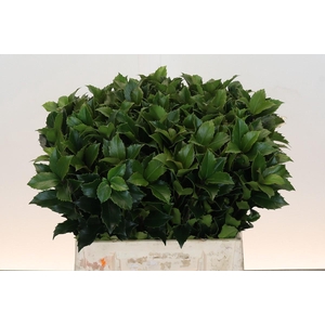 Ilex Meserveae Blue Fantasy