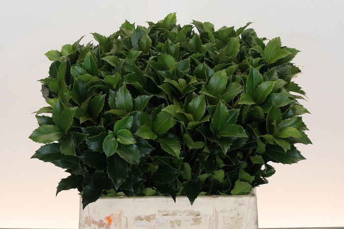 <h4>Ilex Meserveae Blue Fantasy</h4>