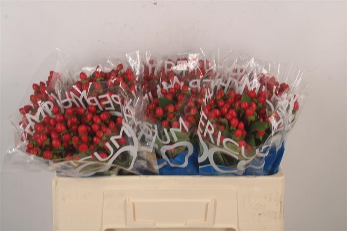 <h4>Hyp Coco Rio Red</h4>