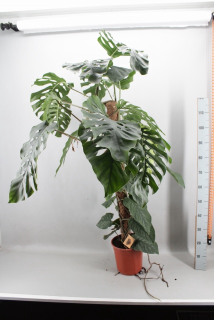 <h4>MONSTERA DUBIA JUV</h4>