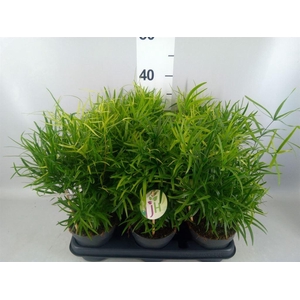 Asparagus falcatus