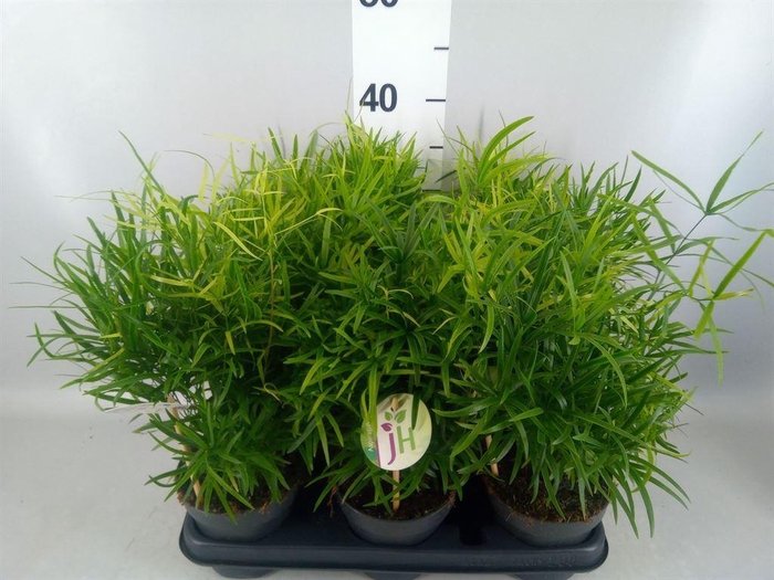 <h4>Asparagus falcatus</h4>