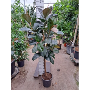 Ficus Elastica Robusta