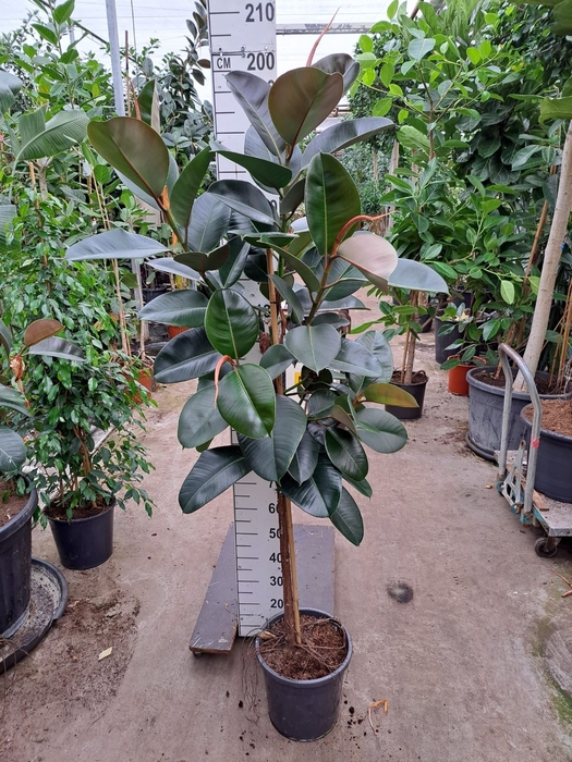 <h4>Ficus Elastica Robusta</h4>