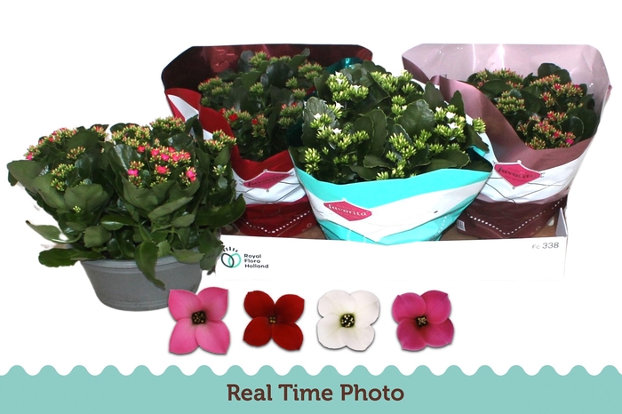 <h4>KAL EN GEM 4 KL</h4>