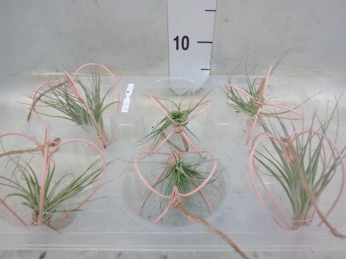 <h4>Tillandsia</h4>