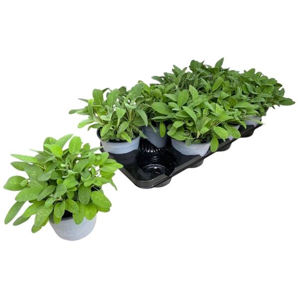 <h4>Salvia officinalis</h4>