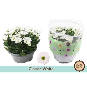 Chrysanthemum (Indicum Grp) Alpine Time
