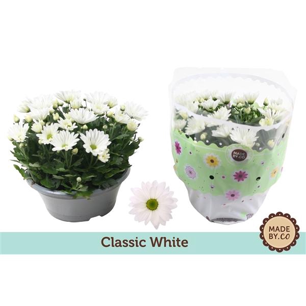 <h4>Chrysanthemum (Indicum Grp) Alpine Time</h4>