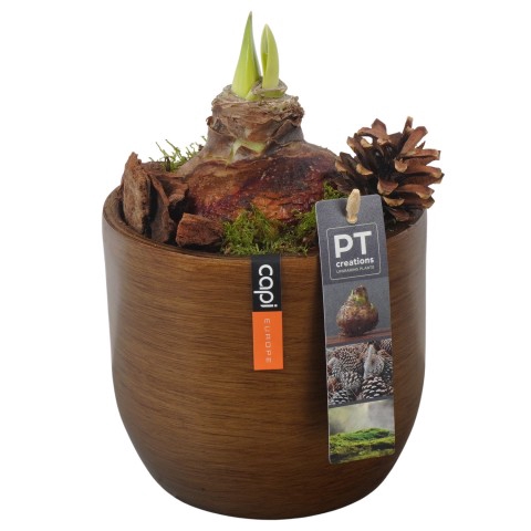<h4>PTAA7568 Arrangementen Hippeastrum</h4>