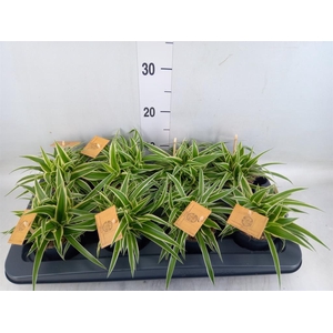 Chlorophytum com. 'Ocean'