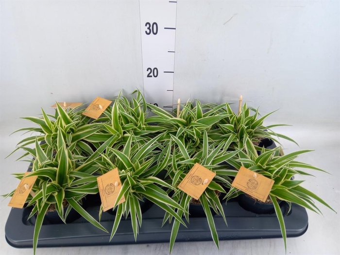 <h4>Chlorophytum com. 'Ocean'</h4>