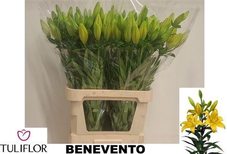 <h4>Li La Benevento</h4>