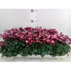 Cyclamen KL 'Djix'