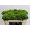 Dianthus Br Kiwi Mellow