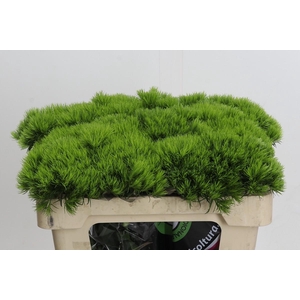 Dianthus Br Kiwi Mellow