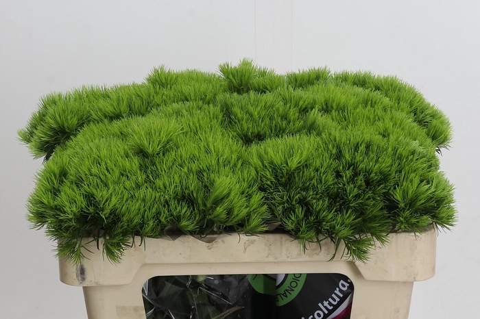 Dianthus Br Kiwi Mellow