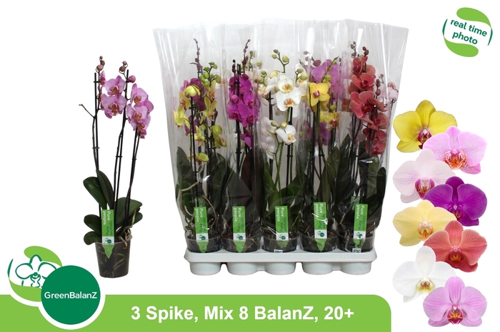 <h4>PHAL GEM 8 KL</h4>