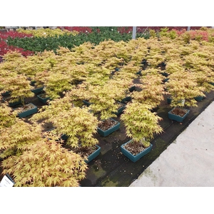 Acer palmatum katsura, pot 25cm.